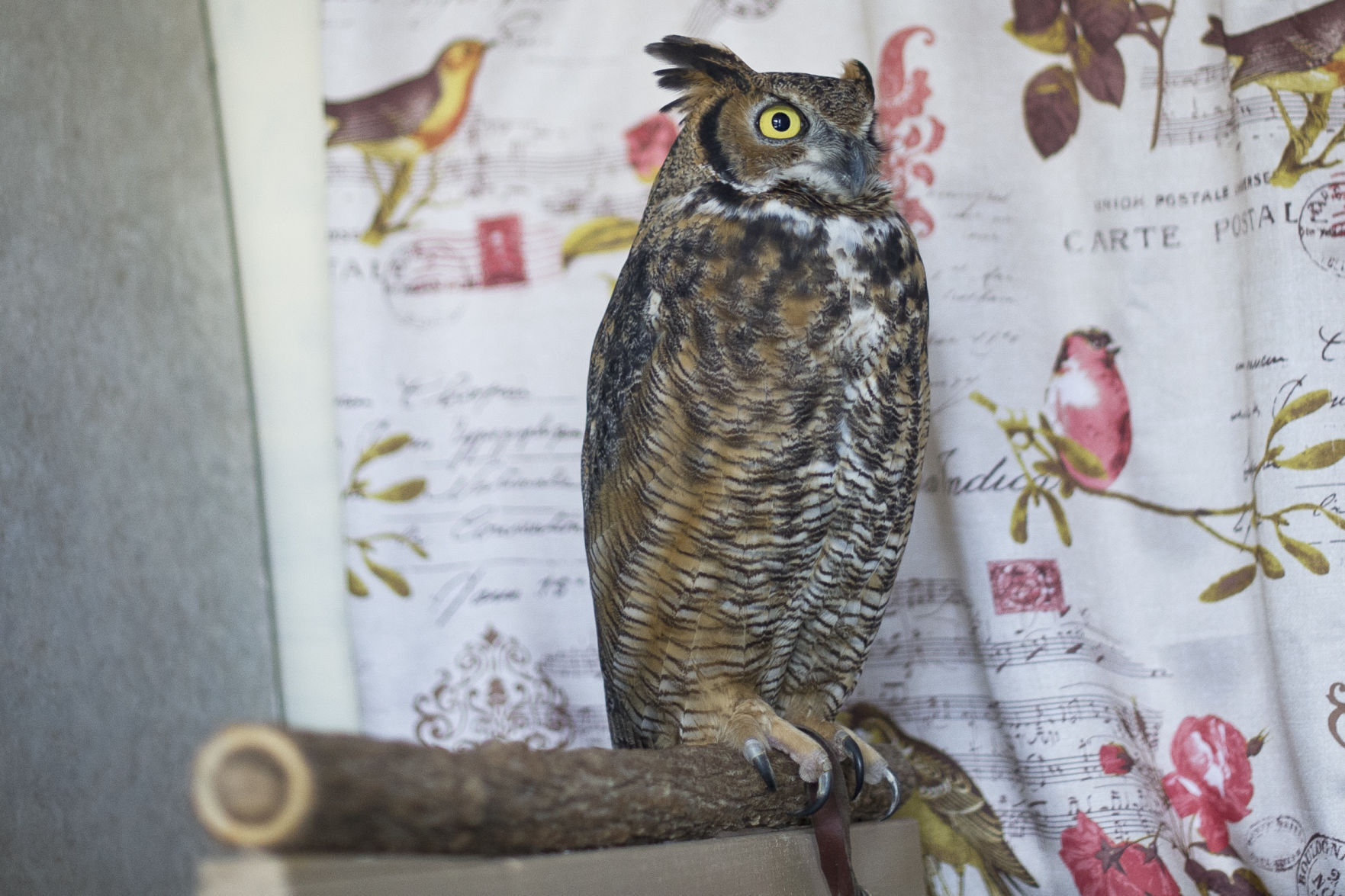 International Owl Awareness Day 08